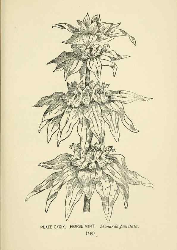 Reproducción/Reproduction 8443956103: A guide to the wild flowers,. New York,Stokes[1899]