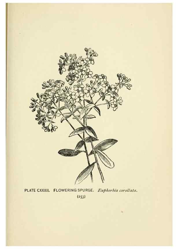 Reproducción/Reproduction 8445045492: A guide to the wild flowers,. New York,Stokes[1899]