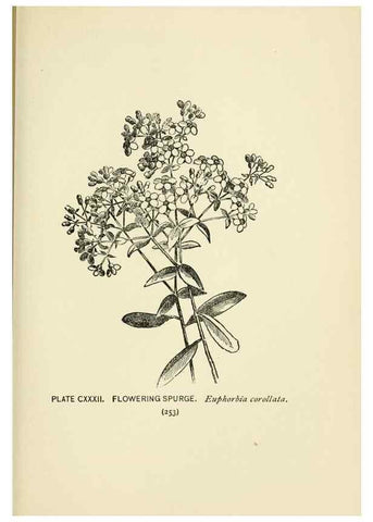 Reproducción/Reproduction 8445045492: A guide to the wild flowers,. New York,Stokes[1899]