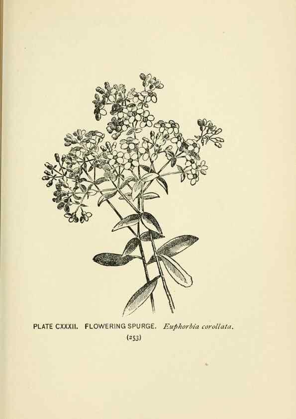 Reproducción/Reproduction 8445045492: A guide to the wild flowers,. New York,Stokes[1899]
