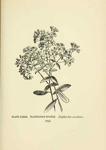 Reproducción/Reproduction 8445045492: A guide to the wild flowers,. New York,Stokes[1899]