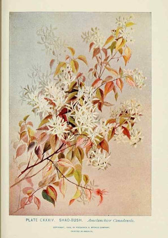 Reproducción/Reproduction 8445046438: A guide to the wild flowers,. New York,Stokes[1899]