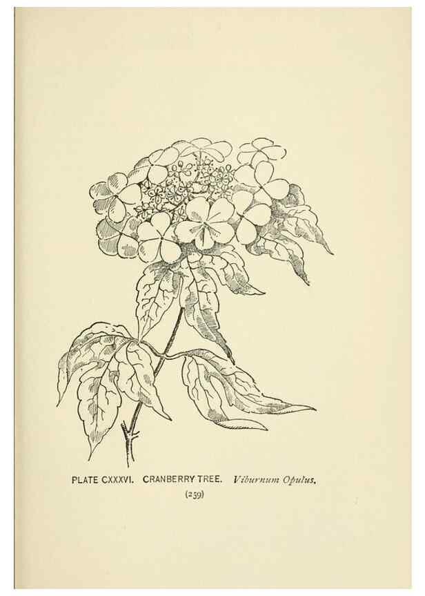 Reproducción/Reproduction 8445047188: A guide to the wild flowers,. New York,Stokes[1899]