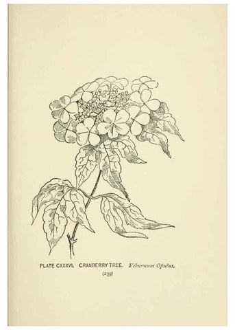 Reproducción/Reproduction 8445047188: A guide to the wild flowers,. New York,Stokes[1899]