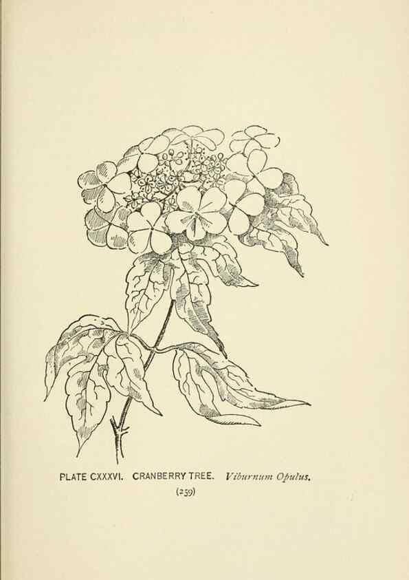Reproducción/Reproduction 8445047188: A guide to the wild flowers,. New York,Stokes[1899]