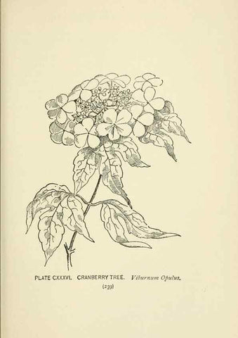 Reproducción/Reproduction 8445047188: A guide to the wild flowers,. New York,Stokes[1899]