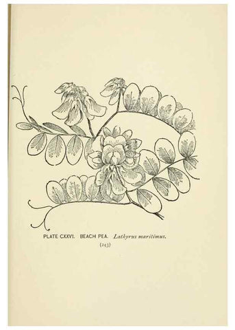 Reproducción/Reproduction 8443955099: A guide to the wild flowers,. New York,Stokes[1899]