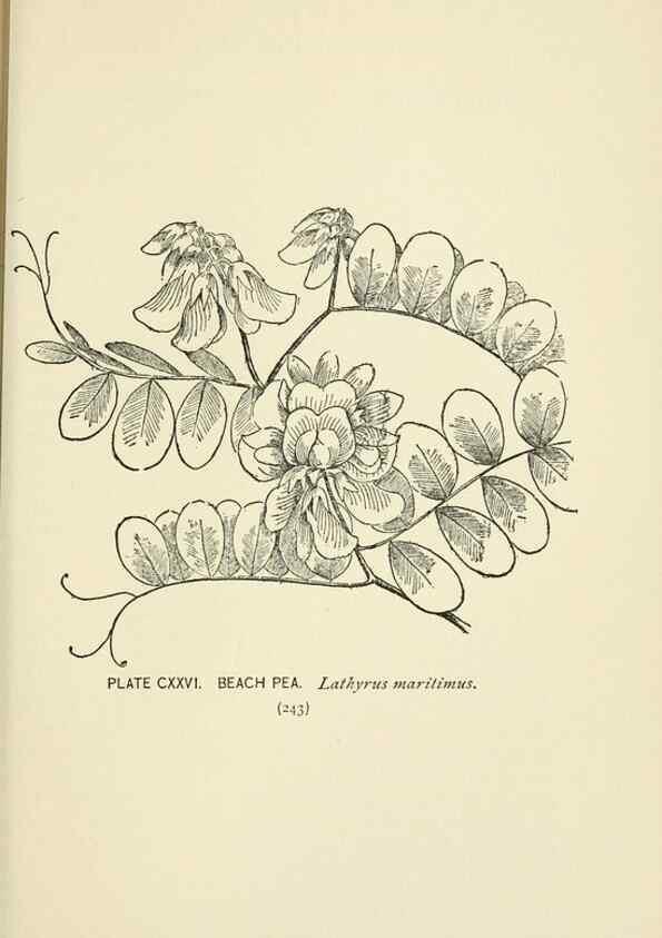 Reproducción/Reproduction 8443955099: A guide to the wild flowers,. New York,Stokes[1899]