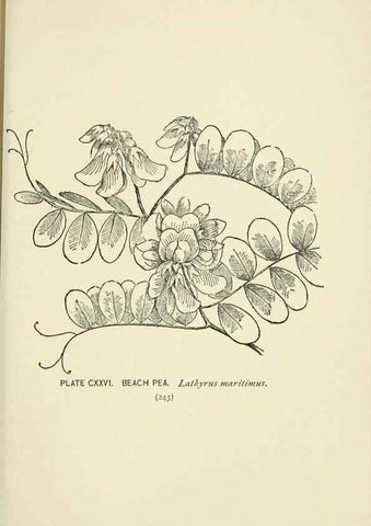 Reproducción/Reproduction 8443955099: A guide to the wild flowers,. New York,Stokes[1899]