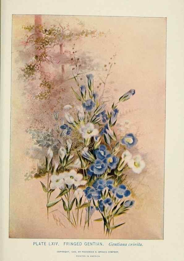 Reproducción/Reproduction 8445002216: A guide to the wild flowers,. New York,Stokes[1899]