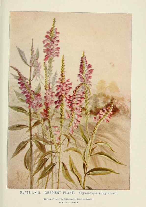 Reproducción/Reproduction 8445001420: A guide to the wild flowers,. New York,Stokes[1899]