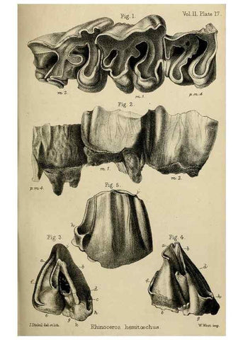 Reproducción/Reproduction 8436436484: Palaeontological memoirs and notes of H. Falconer, with a biographical sketch of the author.. London,1868.
