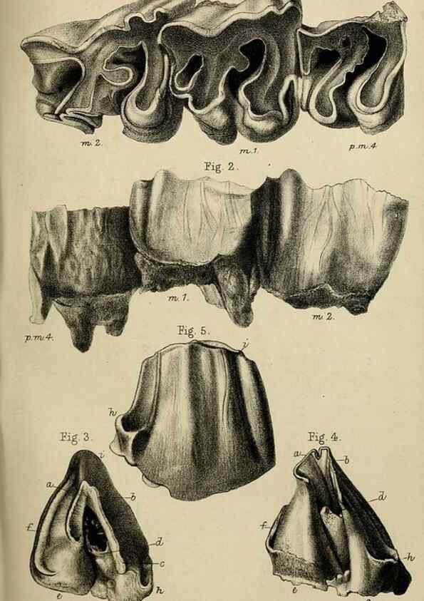 Reproducción/Reproduction 8436436484: Palaeontological memoirs and notes of H. Falconer, with a biographical sketch of the author.. London,1868.