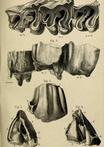 Reproducción/Reproduction 8436436484: Palaeontological memoirs and notes of H. Falconer, with a biographical sketch of the author.. London,1868.