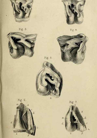 Reproducción/Reproduction 8435351181: Palaeontological memoirs and notes of H. Falconer, with a biographical sketch of the author.. London,1868.