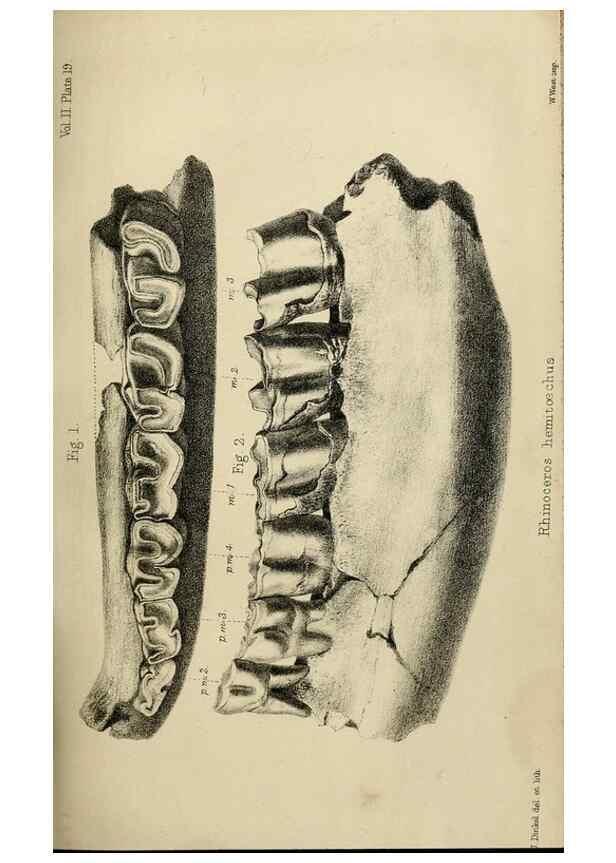 Reproducción/Reproduction 8435351793: Palaeontological memoirs and notes of H. Falconer, with a biographical sketch of the author.. London,1868.