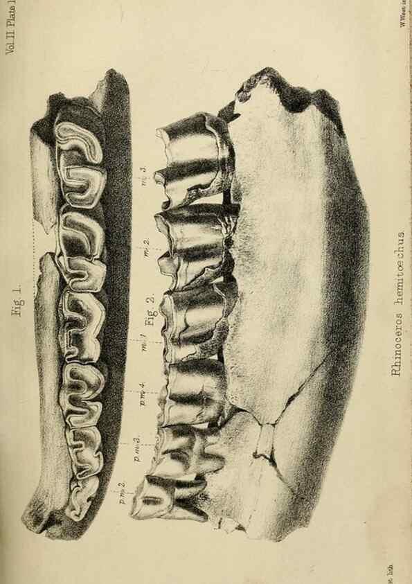 Reproducción/Reproduction 8435351793: Palaeontological memoirs and notes of H. Falconer, with a biographical sketch of the author.. London,1868.