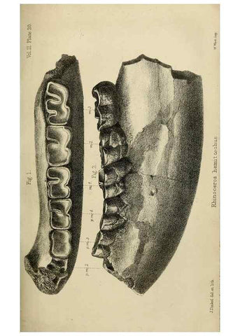Reproducción/Reproduction 8436438142: Palaeontological memoirs and notes of H. Falconer, with a biographical sketch of the author.. London,1868.