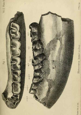 Reproducción/Reproduction 8436438142: Palaeontological memoirs and notes of H. Falconer, with a biographical sketch of the author.. London,1868.