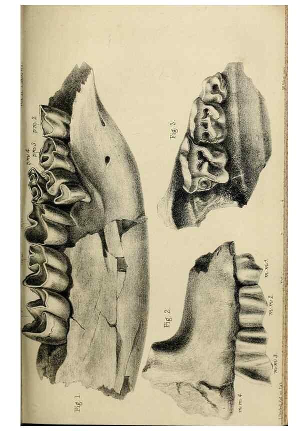 Reproducción/Reproduction 8435353021: Palaeontological memoirs and notes of H. Falconer, with a biographical sketch of the author.. London,1868.