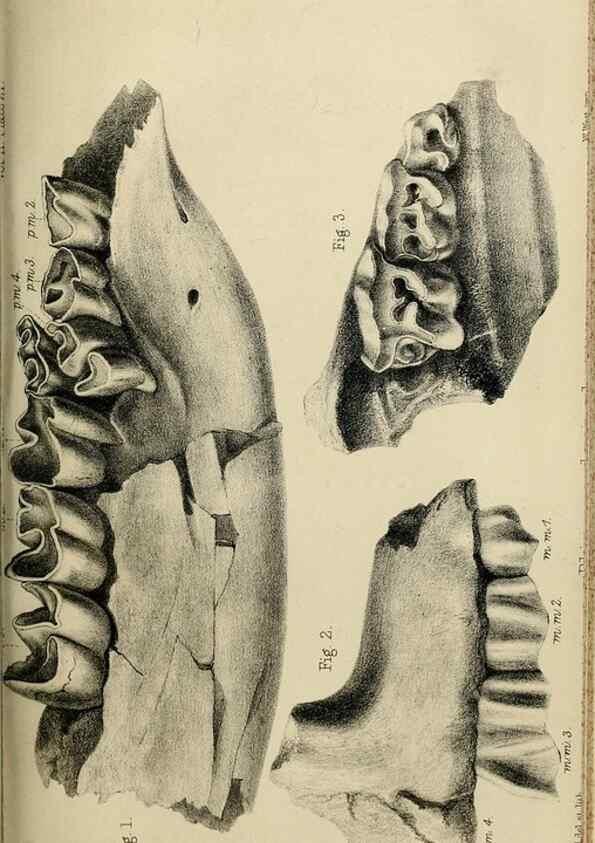 Reproducción/Reproduction 8435353021: Palaeontological memoirs and notes of H. Falconer, with a biographical sketch of the author.. London,1868.