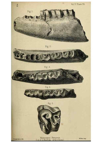 Reproducción/Reproduction 8436439442: Palaeontological memoirs and notes of H. Falconer, with a biographical sketch of the author.. London,1868.