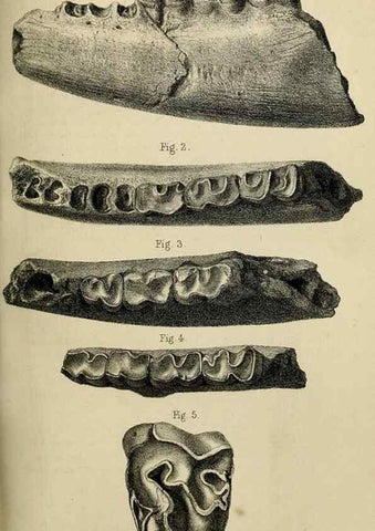 Reproducción/Reproduction 8436439442: Palaeontological memoirs and notes of H. Falconer, with a biographical sketch of the author.. London,1868.