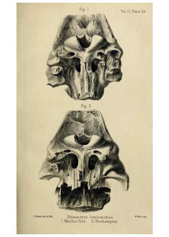 Reproducción/Reproduction 8436439956: Palaeontological memoirs and notes of H. Falconer, with a biographical sketch of the author.. London,1868.
