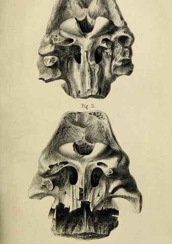 Reproducción/Reproduction 8436439956: Palaeontological memoirs and notes of H. Falconer, with a biographical sketch of the author.. London,1868.