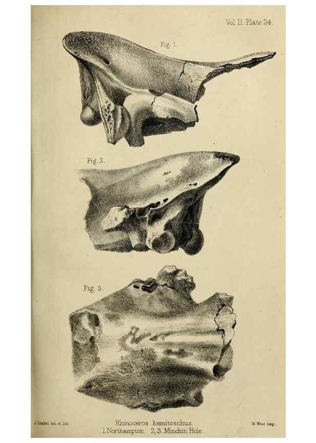 Reproducción/Reproduction 8436440432: Palaeontological memoirs and notes of H. Falconer, with a biographical sketch of the author.. London,1868.