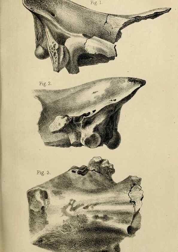 Reproducción/Reproduction 8436440432: Palaeontological memoirs and notes of H. Falconer, with a biographical sketch of the author.. London,1868.