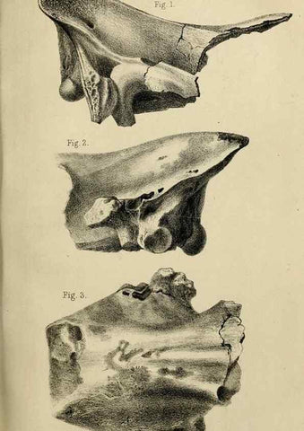 Reproducción/Reproduction 8436440432: Palaeontological memoirs and notes of H. Falconer, with a biographical sketch of the author.. London,1868.