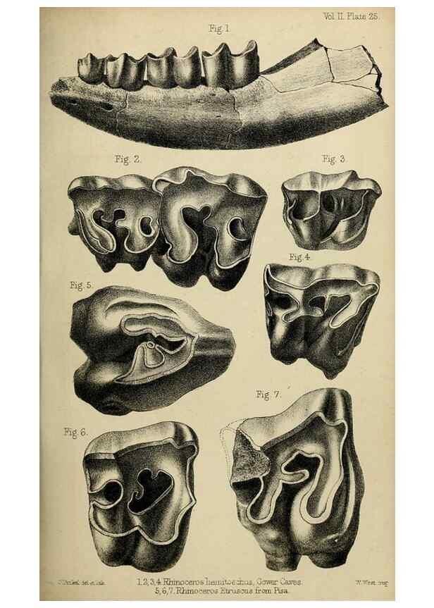 Reproducción/Reproduction 8435355195: Palaeontological memoirs and notes of H. Falconer, with a biographical sketch of the author.. London,1868.