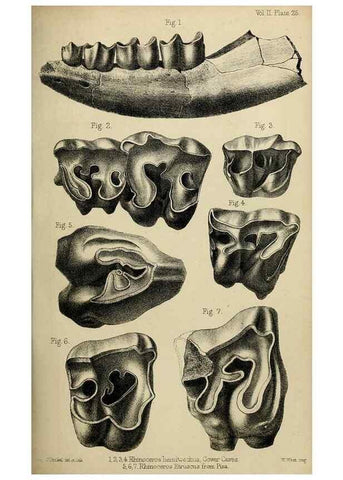 Reproducción/Reproduction 8435355195: Palaeontological memoirs and notes of H. Falconer, with a biographical sketch of the author.. London,1868.