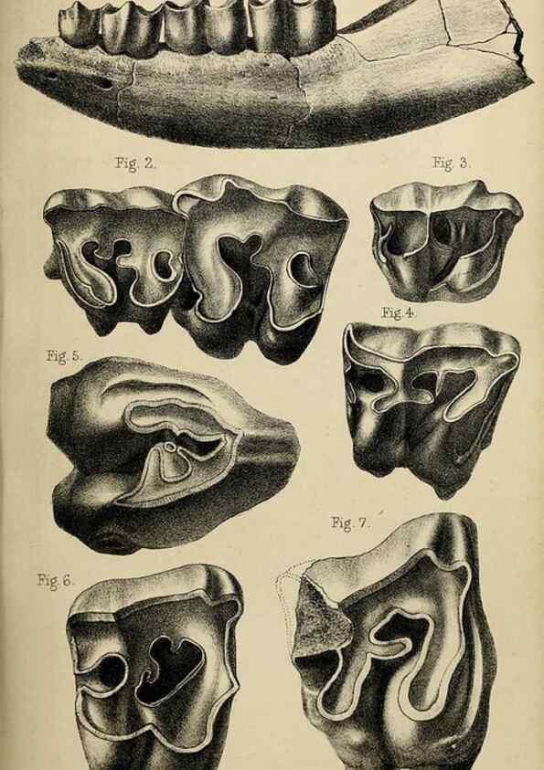 Reproducción/Reproduction 8435355195: Palaeontological memoirs and notes of H. Falconer, with a biographical sketch of the author.. London,1868.
