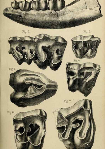 Reproducción/Reproduction 8435355195: Palaeontological memoirs and notes of H. Falconer, with a biographical sketch of the author.. London,1868.