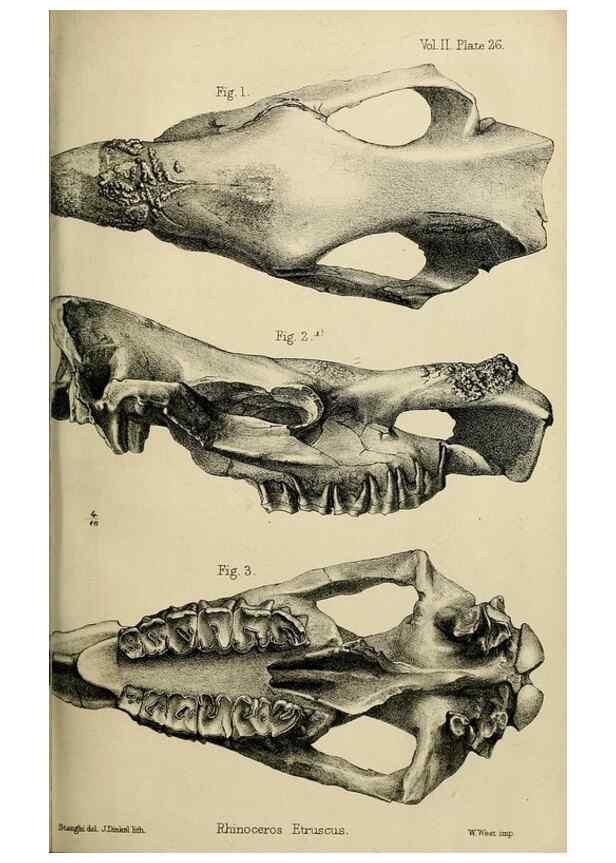 Reproducción/Reproduction 8435355779: Palaeontological memoirs and notes of H. Falconer, with a biographical sketch of the author.. London,1868.