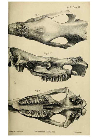 Reproducción/Reproduction 8435355779: Palaeontological memoirs and notes of H. Falconer, with a biographical sketch of the author.. London,1868.