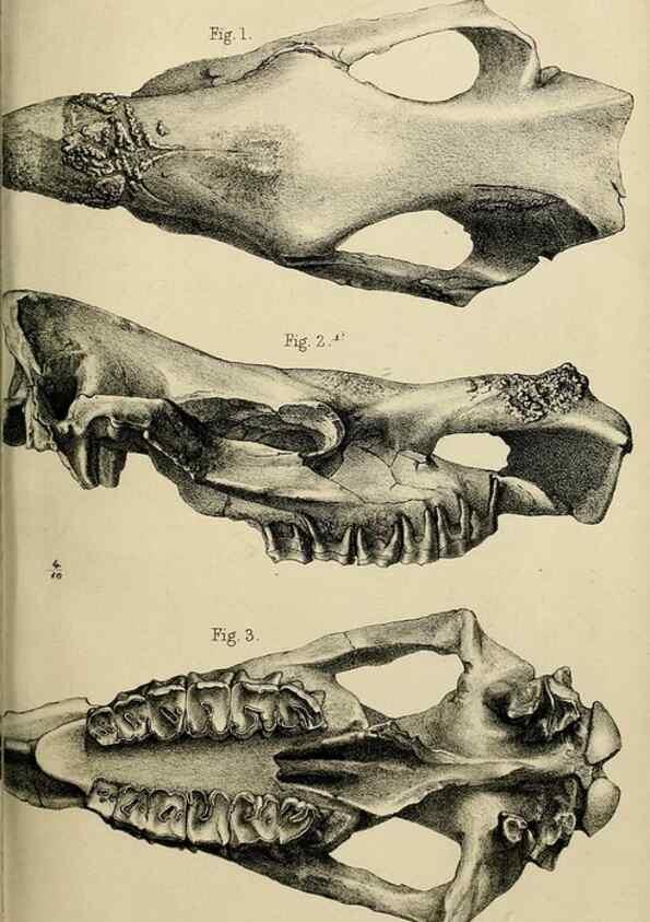 Reproducción/Reproduction 8435355779: Palaeontological memoirs and notes of H. Falconer, with a biographical sketch of the author.. London,1868.