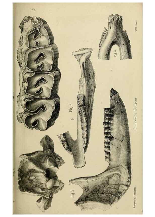 Reproducción/Reproduction 8435356327: Palaeontological memoirs and notes of H. Falconer, with a biographical sketch of the author.. London,1868.
