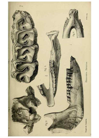 Reproducción/Reproduction 8435356327: Palaeontological memoirs and notes of H. Falconer, with a biographical sketch of the author.. London,1868.