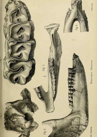 Reproducción/Reproduction 8435356327: Palaeontological memoirs and notes of H. Falconer, with a biographical sketch of the author.. London,1868.