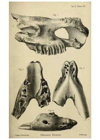 Reproducción/Reproduction 8436442708: Palaeontological memoirs and notes of H. Falconer, with a biographical sketch of the author.. London,1868.