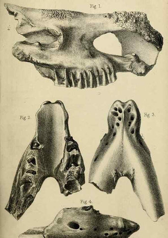 Reproducción/Reproduction 8436442708: Palaeontological memoirs and notes of H. Falconer, with a biographical sketch of the author.. London,1868.