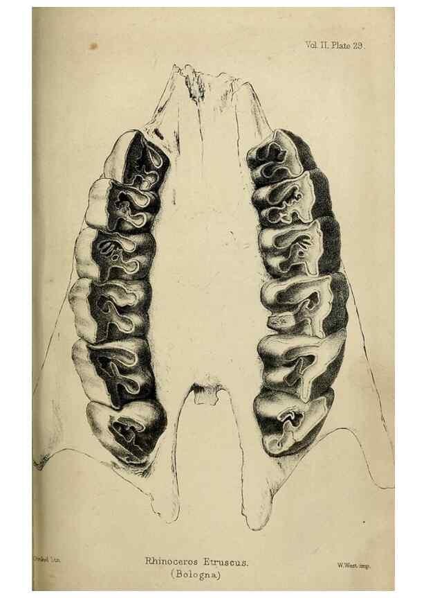 Reproducción/Reproduction 8435357471: Palaeontological memoirs and notes of H. Falconer, with a biographical sketch of the author.. London,1868.