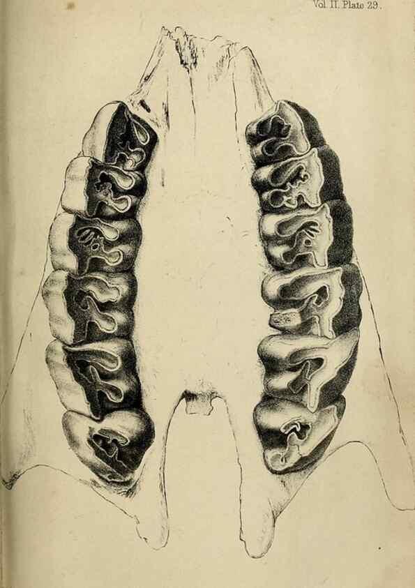 Reproducción/Reproduction 8435357471: Palaeontological memoirs and notes of H. Falconer, with a biographical sketch of the author.. London,1868.