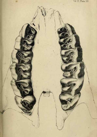 Reproducción/Reproduction 8435357471: Palaeontological memoirs and notes of H. Falconer, with a biographical sketch of the author.. London,1868.