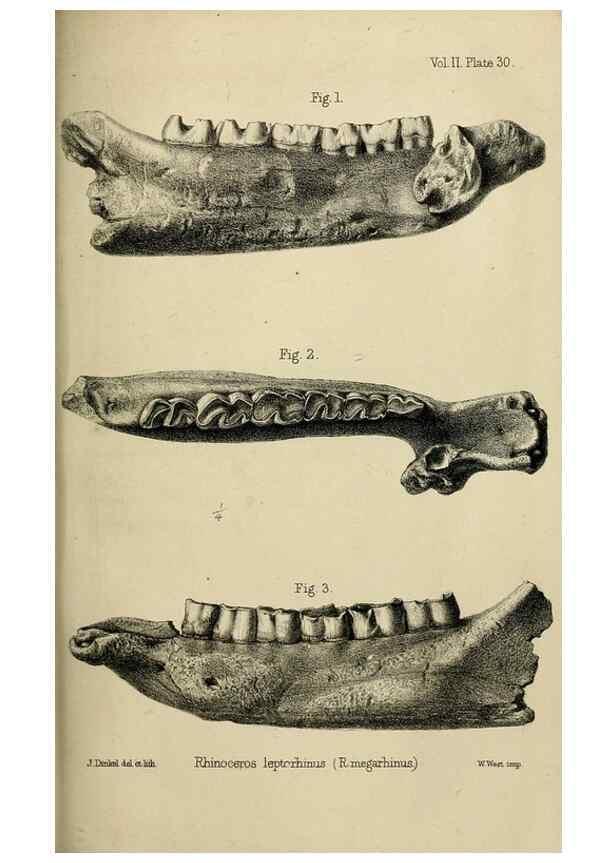 Reproducción/Reproduction 8436443748: Palaeontological memoirs and notes of H. Falconer, with a biographical sketch of the author.. London,1868.