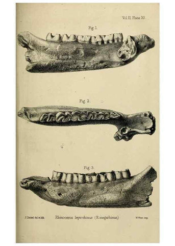 Reproducción/Reproduction 8436443748: Palaeontological memoirs and notes of H. Falconer, with a biographical sketch of the author.. London,1868.