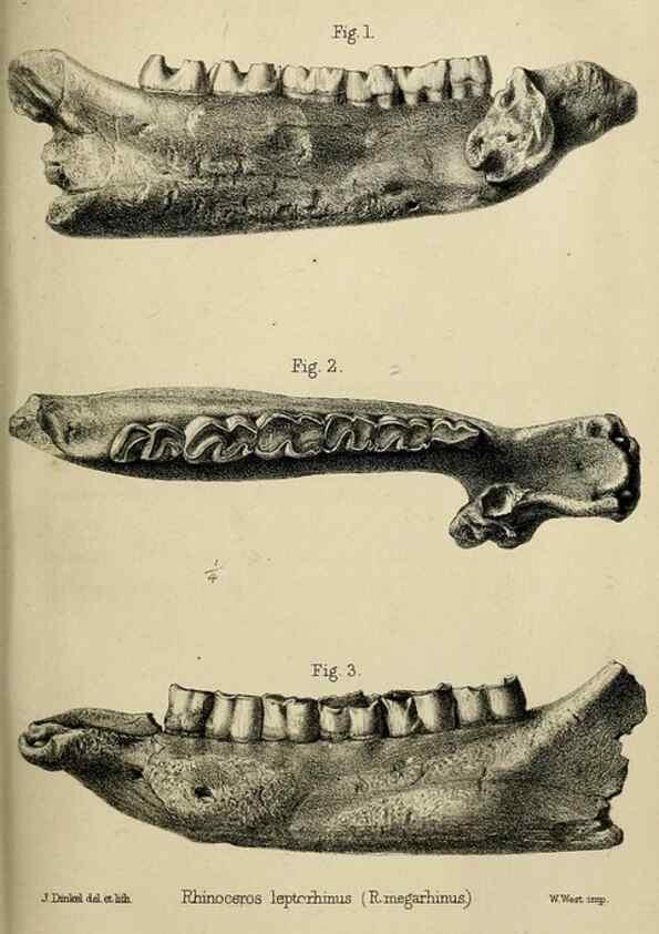 Reproducción/Reproduction 8436443748: Palaeontological memoirs and notes of H. Falconer, with a biographical sketch of the author.. London,1868.
